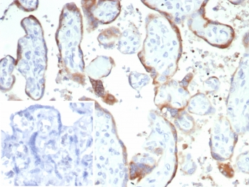 HCG-alpha Antibody