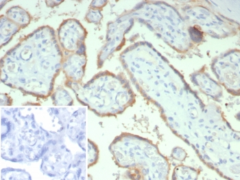 HCG-alpha Antibody