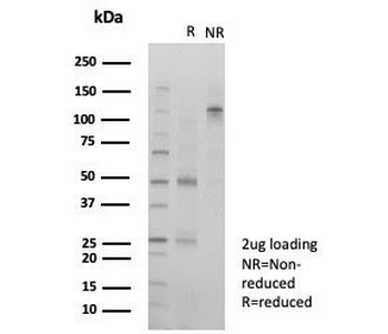 Daxx Antibody