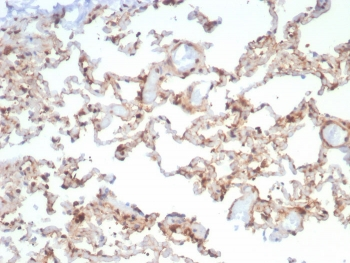 HSP90 beta Antibody / HSP90AB1