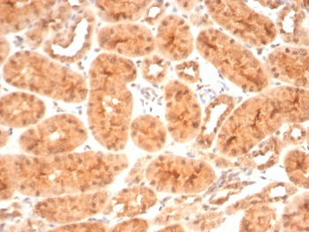 HSP90 beta Antibody / HSP90AB1