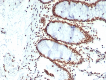 CDC5L Antibody