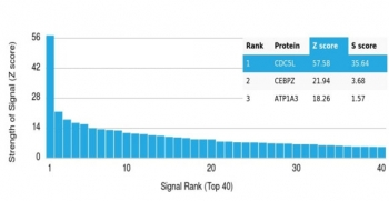 CDC5L Antibody
