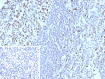 MCM3 Antibody