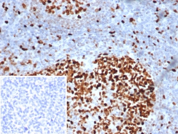 MCM3 Antibody
