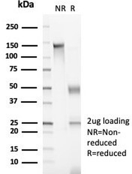 MCM3 Antibody