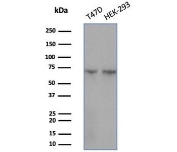HSP70-2 Antibody / HSPA1B