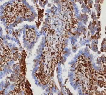 STING1 Antibody / TMEM173 / ERIS / MITA