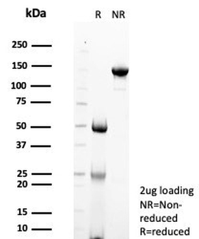 STING1 Antibody / TMEM173 / ERIS / MITA