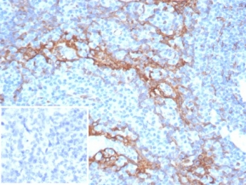 STING1 Antibody / TMEM173 / ERIS / MITA