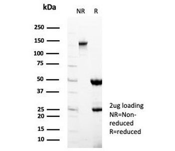 STING1 Antibody / TMEM173 / ERIS / MITA