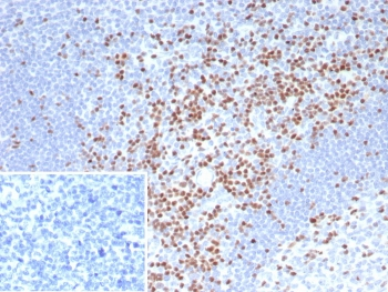 TCF7 Antibody / Transcription Factor 7