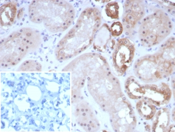 OCLN Antibody / Occludin