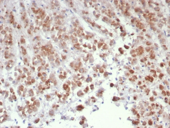 IL15 Antibody