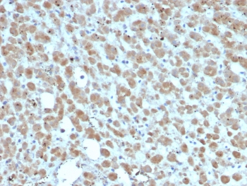 IL-2 Antibody
