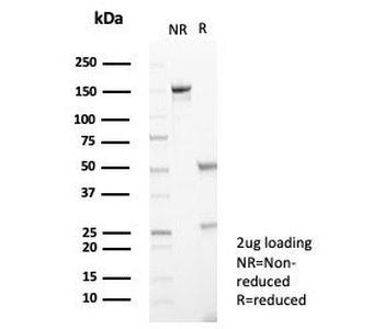 IL-2 Antibody