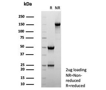 IL-2 Antibody