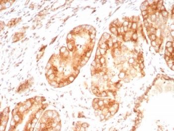 Osteopontin Antibody / OPN / SPP1