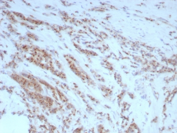 Osteopontin Antibody / OPN / SPP1
