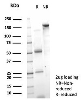 PCGF3 Antibody