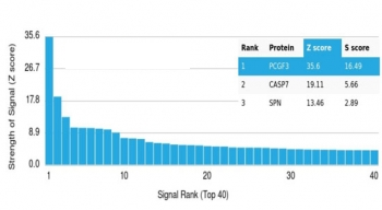 PCGF3 Antibody