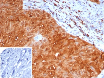 S100P Antibody / MIG9