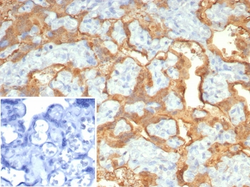 S100P Antibody / MIG9