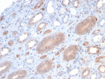 S100P Antibody / MIG9