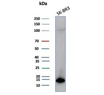 S100P Antibody / MIG9