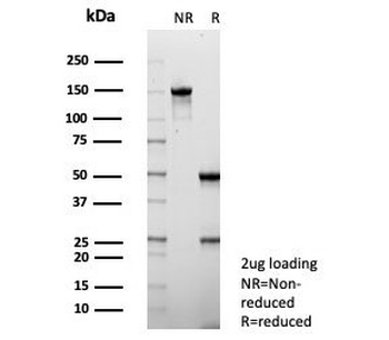 S100P Antibody / MIG9