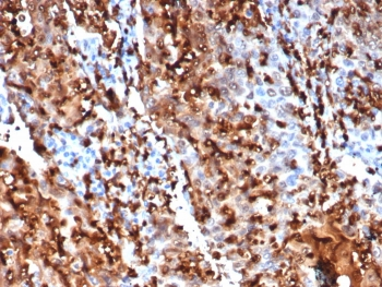 S100P Antibody / MIG9