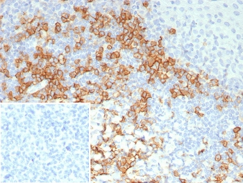 CD38 Antibody