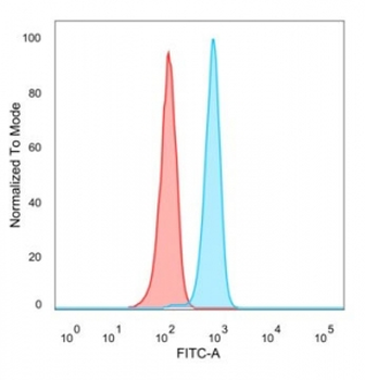 Bcl6 Antibody