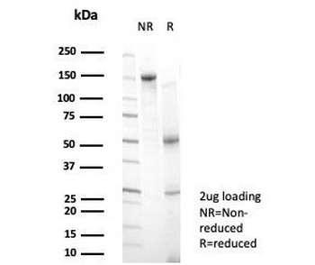 Bcl6 Antibody