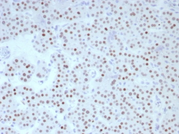 FOXL2 Antibody / Forkhead box protein L2
