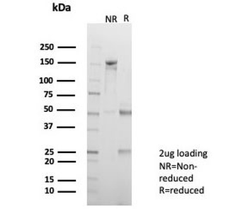 ALDH1L1 Antibody