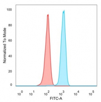 SATB1 Antibody / Special AT-rich sequence-binding protein 1