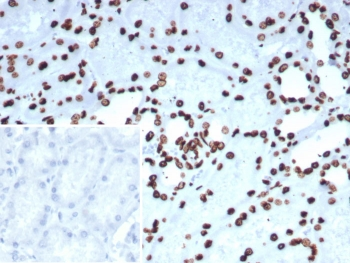 FEV Antibody / PET-1 / PC12 ETS factor 1