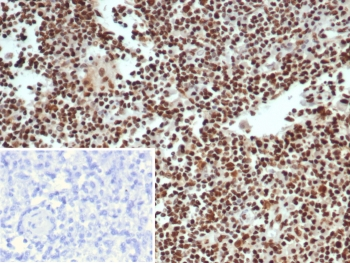 Ku80 Antibody / XRCC5