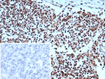 XRCC5 Antibody