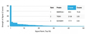 SMARCAL1 Antibody