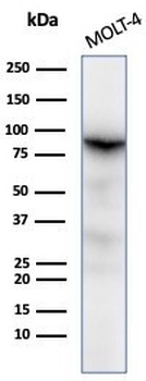 Ku80 Antibody / XRCC5