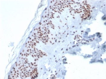 Ku80 Antibody / XRCC5