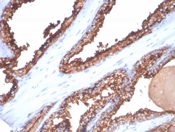 CD26 Antibody