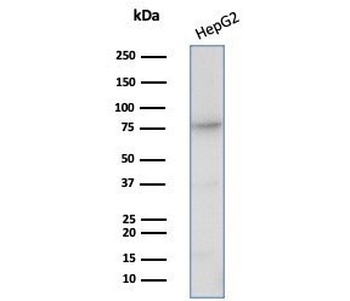 CD26 Antibody