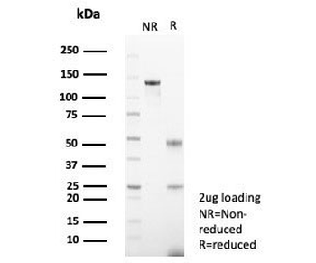 CD26 Antibody
