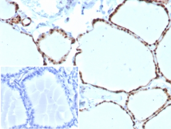 PAX8 Antibody / Paired box protein Pax-8