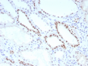 PAX8 Antibody