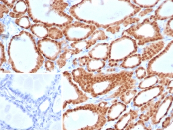 Paired box protein Pax-8 Antibody / PAX8