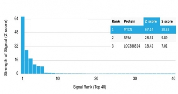 MYCN Antibody